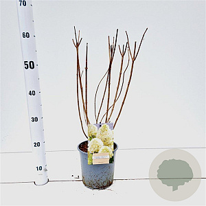 Hydrangea pan. Skyfall 30-40 cm 2,5L