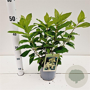Hydrangea pan. 'Tardiva' 40-50 cm 2,5L