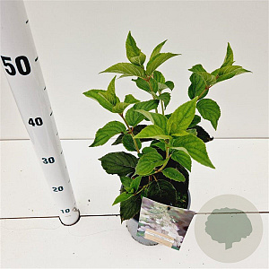 Hydrangea pan. 'White Lady' 30-40 cm 2,5L
