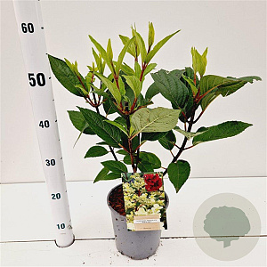 Hydrangea pan. 'Wim's Red' 25-30 cm 2,5L