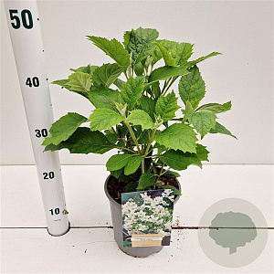 Hydrangea querc. 'Black Porch' 30-40 cm 2,5L