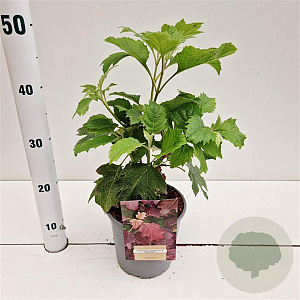 Hydrangea querc. 'Burgundy' 30-40 cm 2,5L