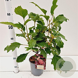 Hydrangea querc. 'Burgundy' 30-40 cm 2,5L