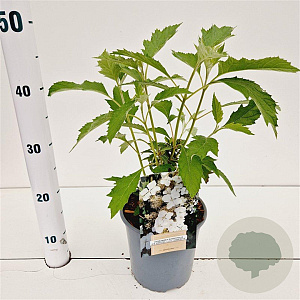 Hydrangea querc. 'HQOPR010' 30-40 cm 2,5L