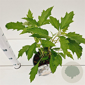 Hydrangea querc. 'HQOPR010' 30-40 cm 2,5L