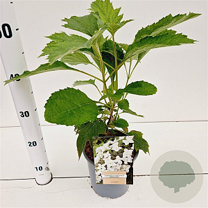 Hydrangea querc. 'Snow Giant' 30-40 cm 2,5L