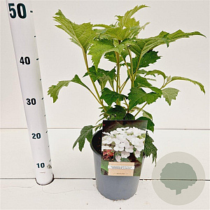Hydrangea querc. Snow Queen 30-40 cm 2,5L