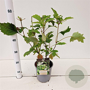 Hydrangea quercifolia 30-40 cm 2,5L