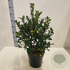 Ilex meserv. 'Blue Prince' 60-80 cm 6L