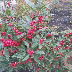 Ilex vert. 'Oosterwijk' 40-50 cm 2,5L