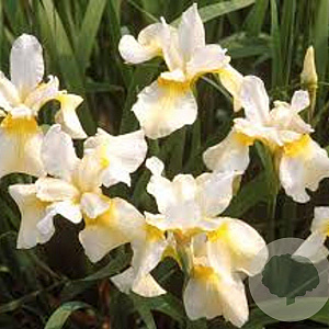 Iris sib. 'Butter and Sugar' GM P9
