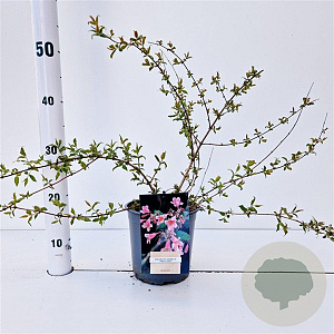 Kolkwitzia amabilis 'Pink Cloud' 30-40 cm 2,5L
