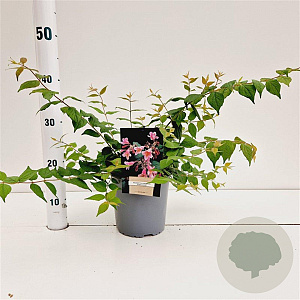 Kolkwitzia amabilis 'Pink Cloud' 30-40 cm 2,5L