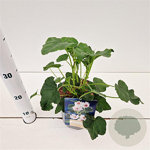 Lavatera 'Barnsley' GM 2,5L