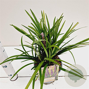 Liriope muscari 'Big Blue' 20-30 cm 2,0L/ES17