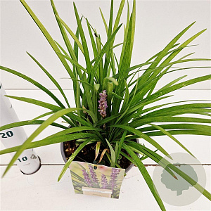 Liriope muscari 'Big Blue' 20-30 cm 2,0L/ES17