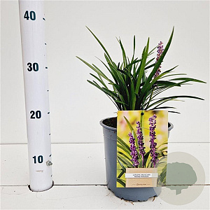 Liriope muscari 'Moneymaker' 20-25 cm 2,0L