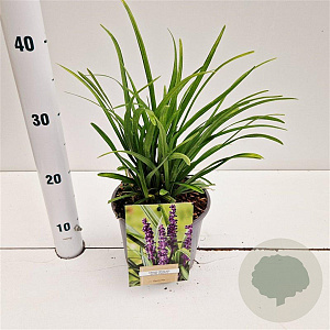 Liriope muscari 'Royal Purple' 20-25 cm 2,0L