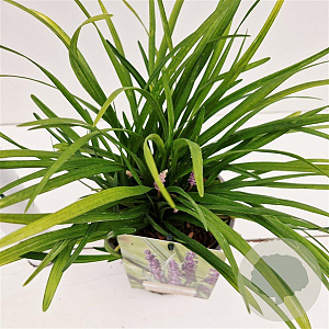 Liriope muscari 'Royal Purple' 20-25 cm 2,0L