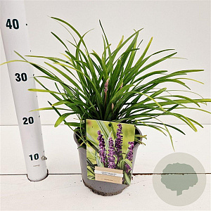 Liriope muscari 'Royal Purple' 20-25 cm 2,0L