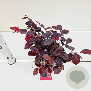 Loropetalum c. Black Pearl 20-30 cm C1.5