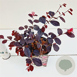 Loropetalum c. Rouge de la Majorie 20-30 cm C1.5