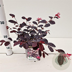 Loropetalum c. Rouge de la Majorie 20-30 cm C1.5