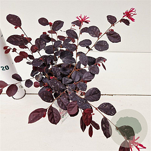 Loropetalum c. Rouge de la Majorie 20-30 cm C1.5