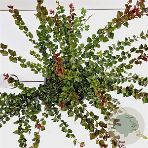 Lonicera nit. 'Red Tips' 20-30 cm C1.5