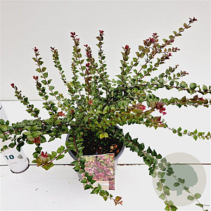 Lonicera nit. 'Red Tips' 20-30 cm C1.5
