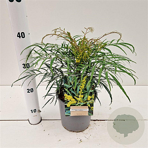 Mahonia eurybracteata 'Soft Caress' 15-20 cm 2,5L