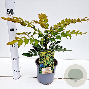 Mahonia media 'Winter Sun' 25-30 cm 2,5L