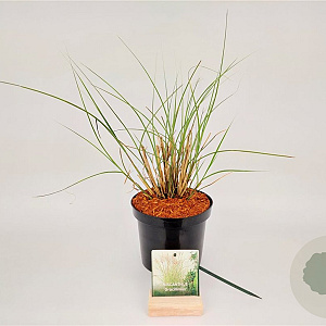 Miscanthus sin. 'Gracillimus' 40-50 cm 3,0L