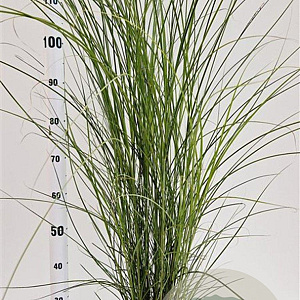 Miscanthus sin. 'Gracillimus' 60-80 cm 4,0L