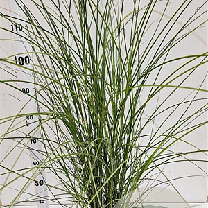 Miscanthus sin. 'Gracillimus' 60-80 cm 4,0L