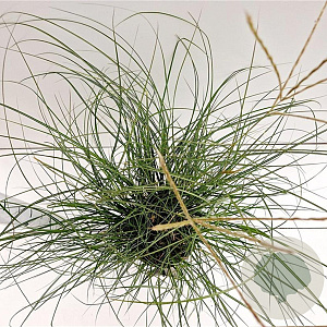Miscanthus sin. 'Yaku Jima' 30-40 cm 4,0L
