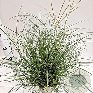Miscanthus sin. 'Yaku Jima' 30-40 cm 4,0L