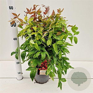 Nandina d. 'Aka' 25-30 cm 2,5L