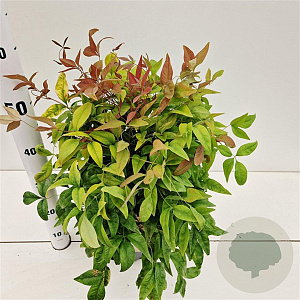 Nandina d. 'Aka' 25-30 cm 2,5L