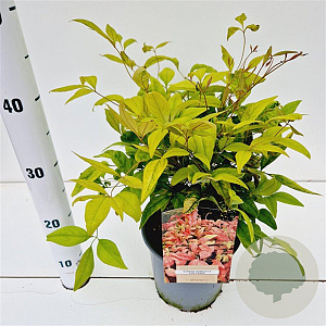Nandina d. 'Firepower' 20-30 cm 2,5L