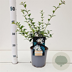 Osmanthus burkwoodii 30-40 cm 2,5L