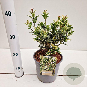 Osmanthus heter. 'Variegatus' 20-30 cm 2,5L