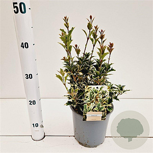 Osmanthus heter. 'Variegatus' 20-30 cm 2,5L