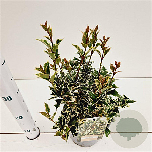 Osmanthus heter. 'Variegatus' 20-30 cm 2,5L