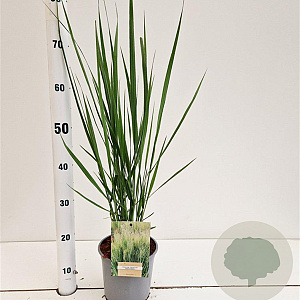 Panicum virgatum 'Northwind' 60-80 cm 2,5L