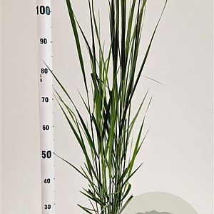 Panicum virgatum 'Northwind' 60-80 cm 2,5L