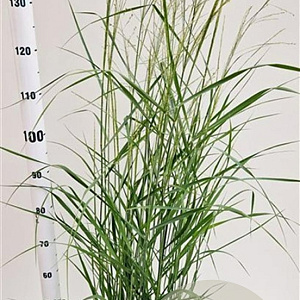 Panicum virgatum 'Prairie Sky' 60-80 cm 4,0L