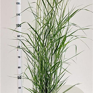 Panicum virgatum 'Prairie Sky' 60-80 cm 4,0L
