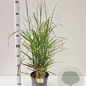 Panicum virgatum 'Rehbraun' 40-60 cm 4,0L