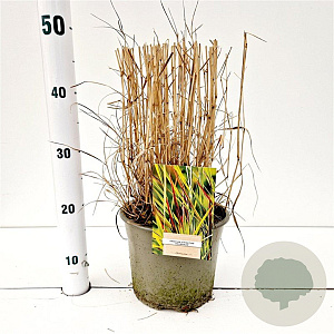Panicum virgatum 'Rehbraun' 40-60 cm 4,0L